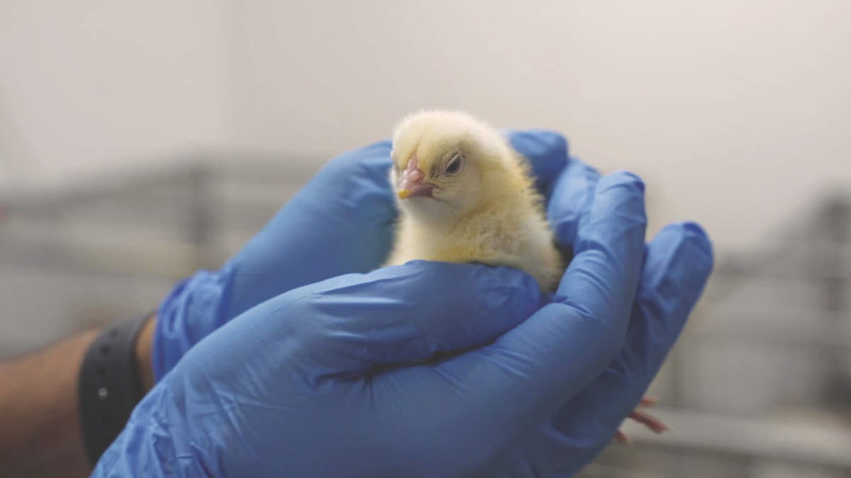 Person holding a chicken